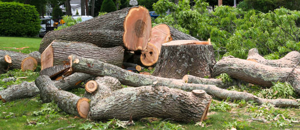 How Our Tree Care Process Works  in  Blackfoot, ID