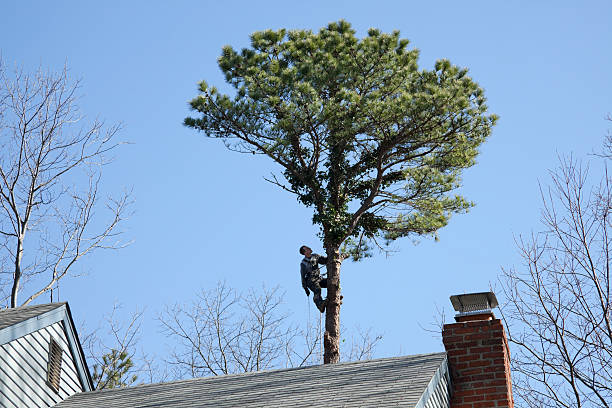 Reliable Blackfoot, ID Tree Services Solutions